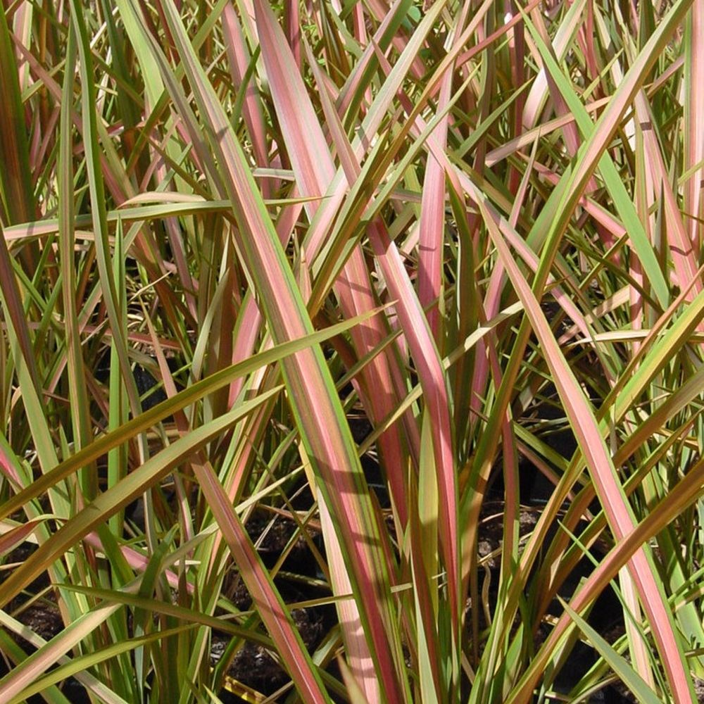 <i>Phormium</i> 'Jester'