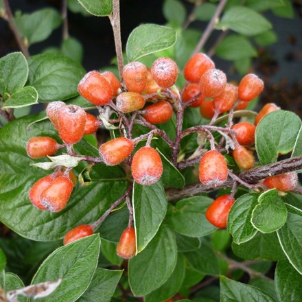 Cotoneaster naoujanensis Berried Treasure