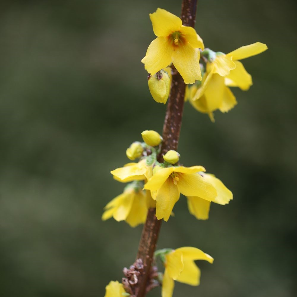<i>Forsythia</i> × <i>intermedia</i> 'Goldrausch'