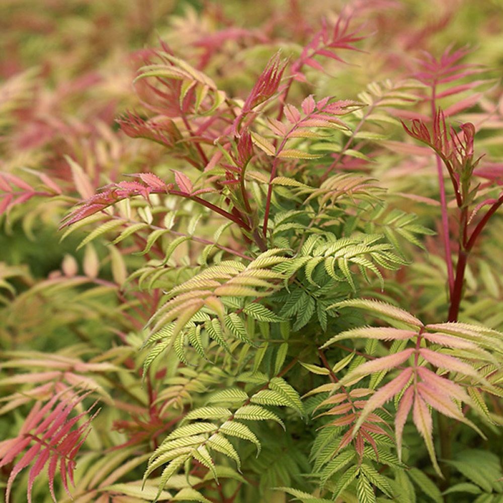 <i>Sorbaria sorbifolia</i> 'Sem' (PBR)