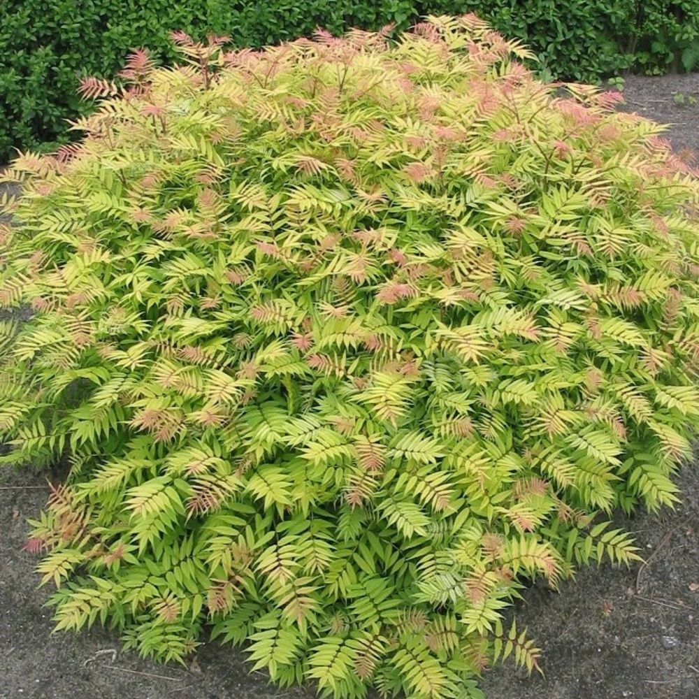<i>Sorbaria sorbifolia</i> 'Sem' (PBR)