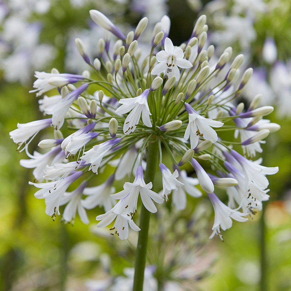 <I>Agapanthus</i> <b class=small-caps>Fireworks</b> ('Mdb001') (PBR)