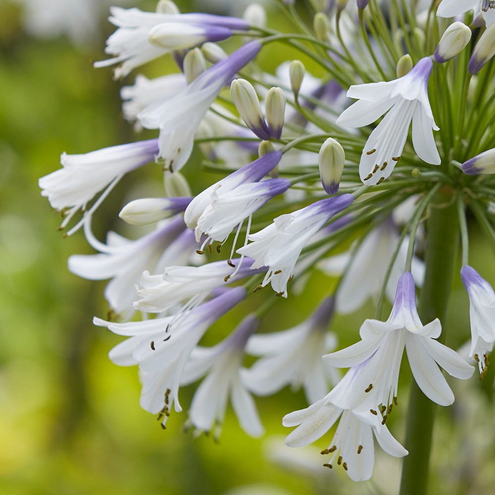 <I>Agapanthus</i> <b class=small-caps>Fireworks</b> ('Mdb001') (PBR)