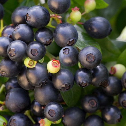 Vaccinium BerryBux ('ZF08095') (PBR) (Brazelberry Series)