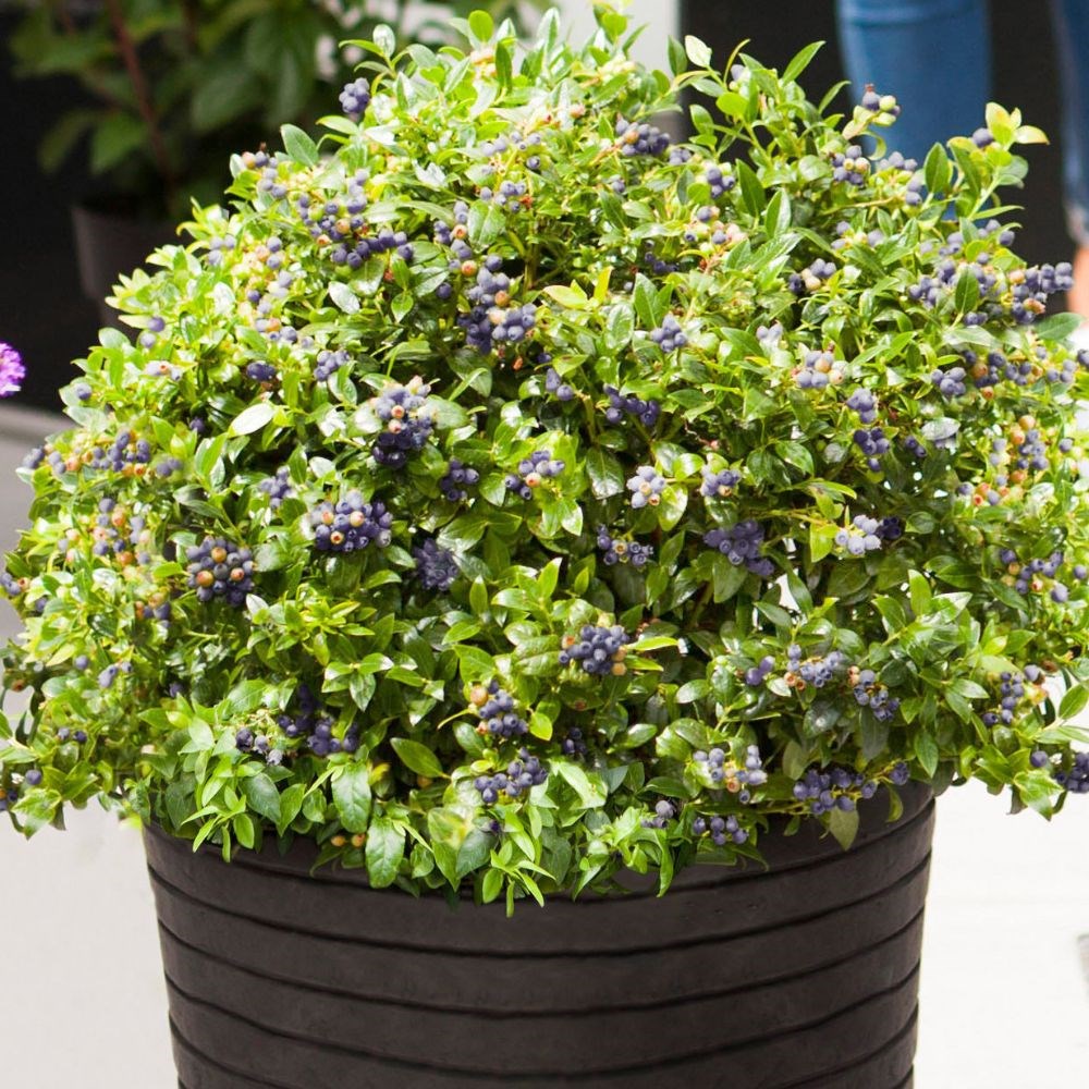 blueberry <b class=small-caps>BerryBux</b> ('ZF08095') (PBR) (Brazelberry Series)