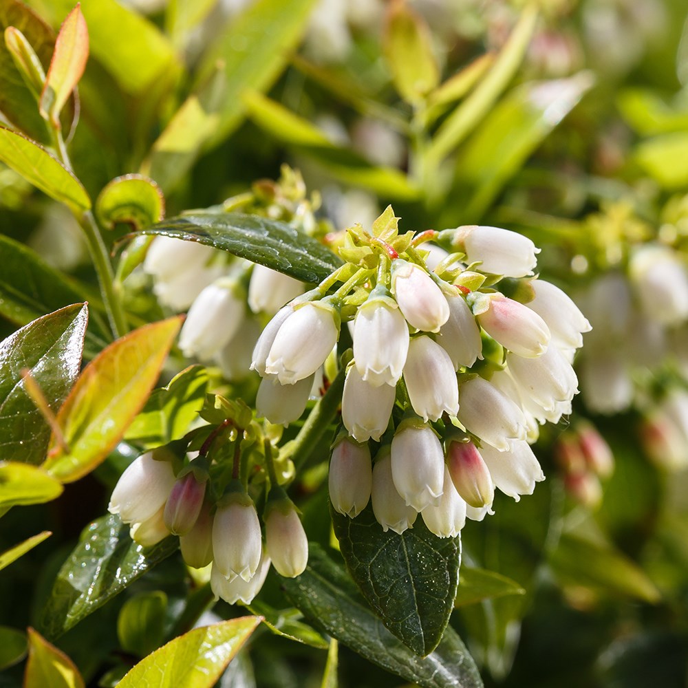 blueberry <b class=small-caps>BerryBux</b> ('ZF08095') (PBR) (Brazelberry Series)