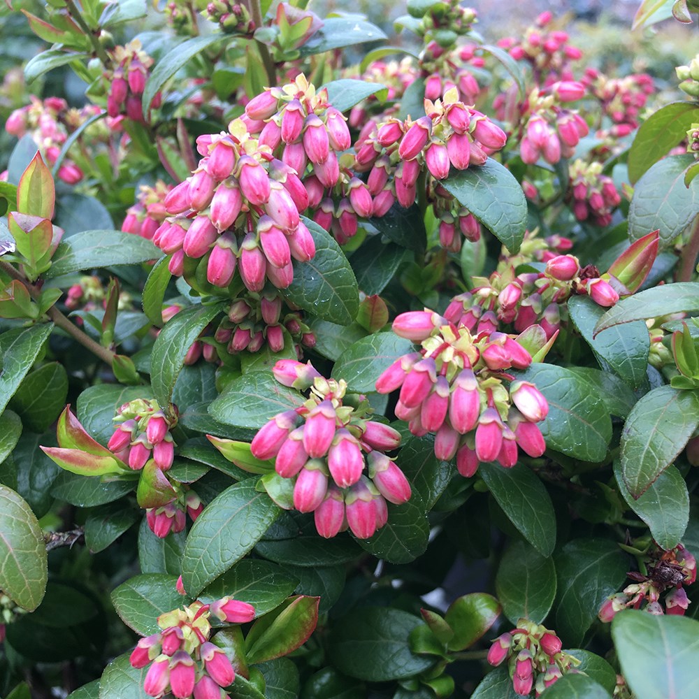 blueberry <b class=small-caps>BerryBux</b> ('ZF08095') (PBR) (Brazelberry Series)