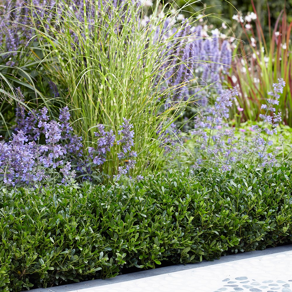 <i>Ilex crenata</i> <b class=small-caps>Luxus</b> ('Annys5') (PBR)