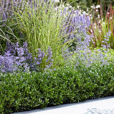 <i>Ilex crenata</i> <b class=small-caps>Luxus</b> ('Annys5') (PBR)