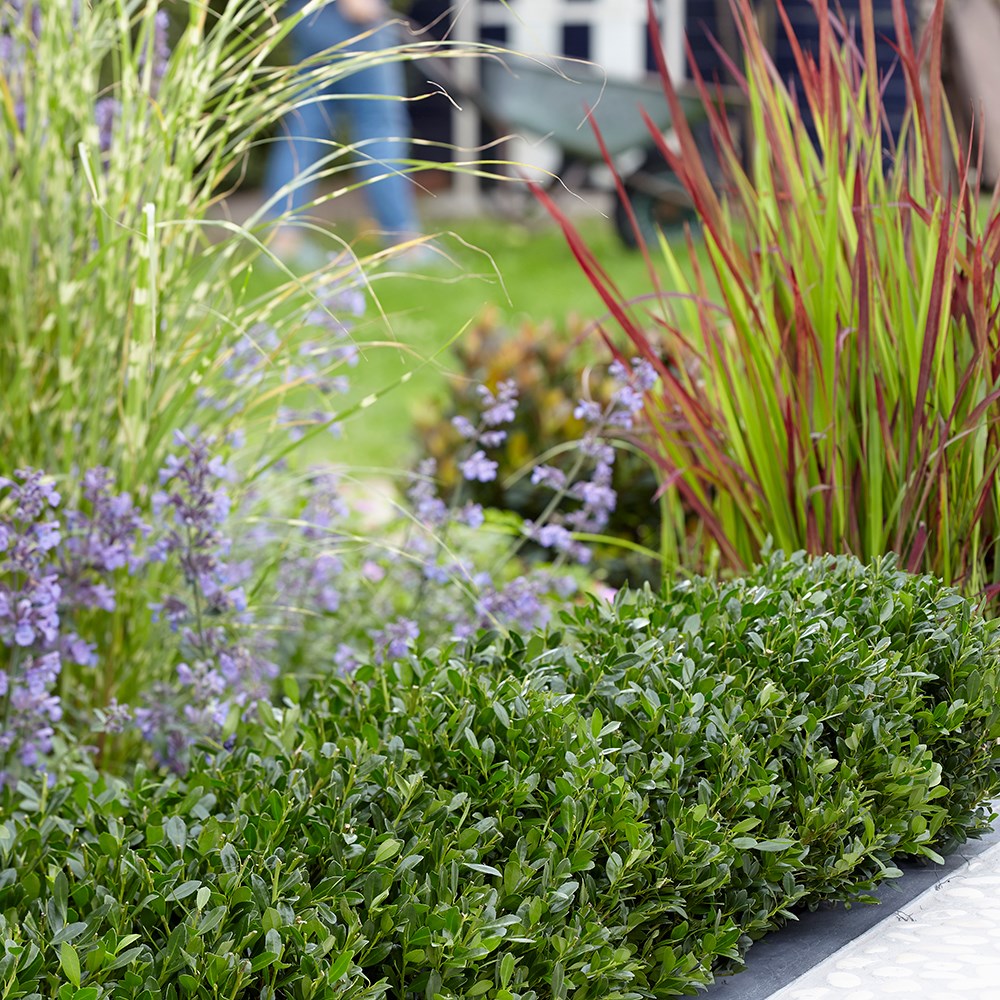 <i>Ilex crenata</i> <b class=small-caps>Luxus</b> ('Annys5') (PBR)