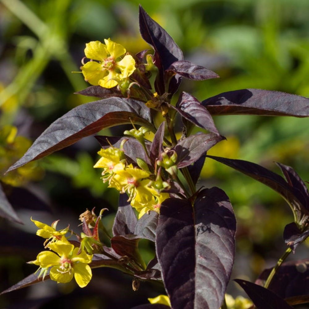 <i>Lysimachia ciliata</i> 'Firecracker'