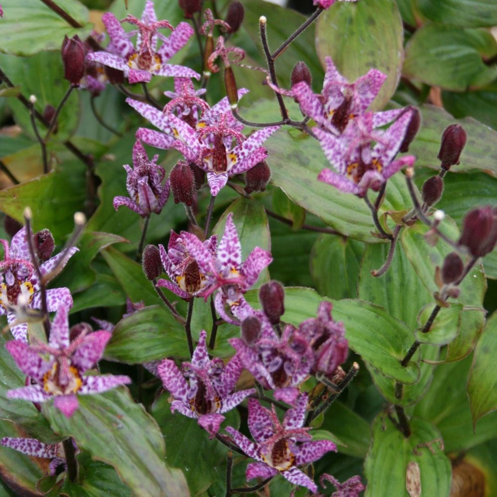 <i>Tricyrtis formosana</i> 'Dark Beauty'