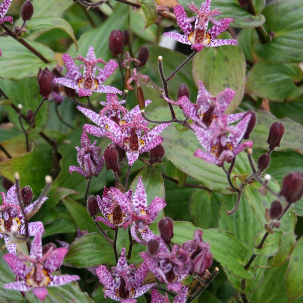<i>Tricyrtis formosana</i> 'Dark Beauty'