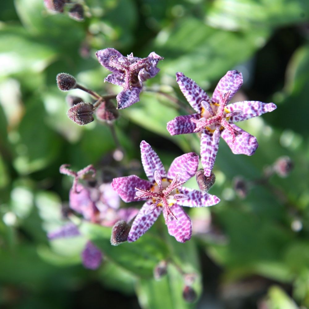 <i>Tricyrtis formosana</i> 'Dark Beauty'