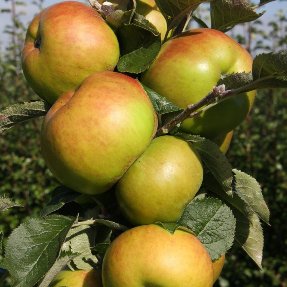 apple 'Bramley 20'