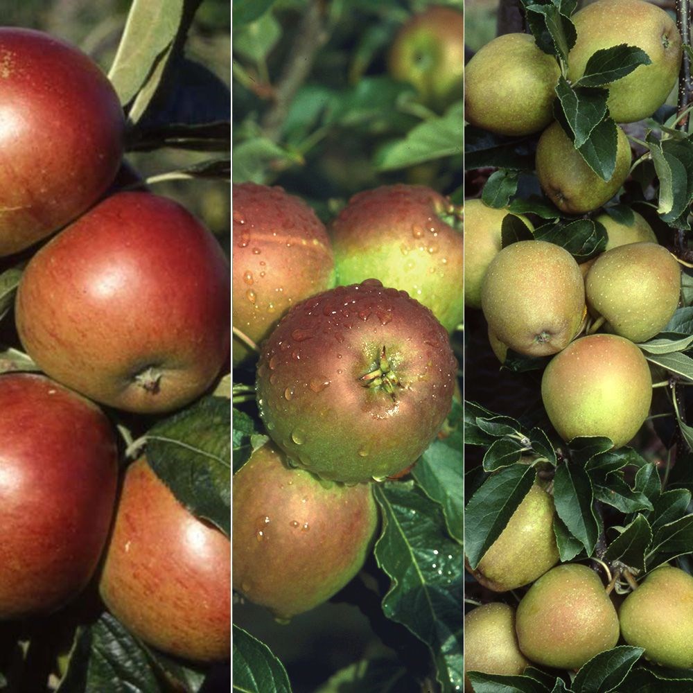 apple 'Cox's self Fertile' / 'Fiesta' / 'Hereford Russet'