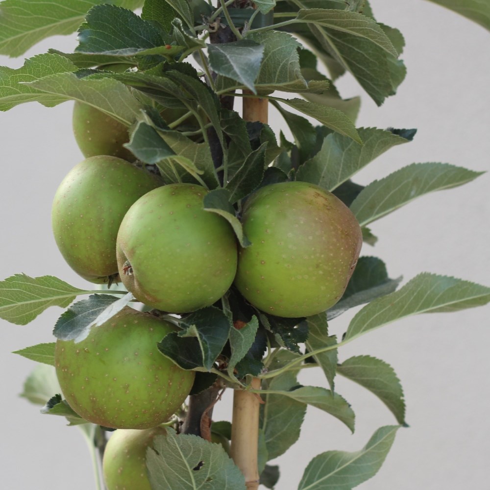 apple 'Egremont Russet'