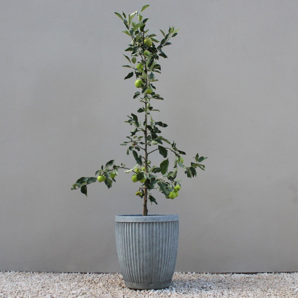 apple 'Egremont Russet'