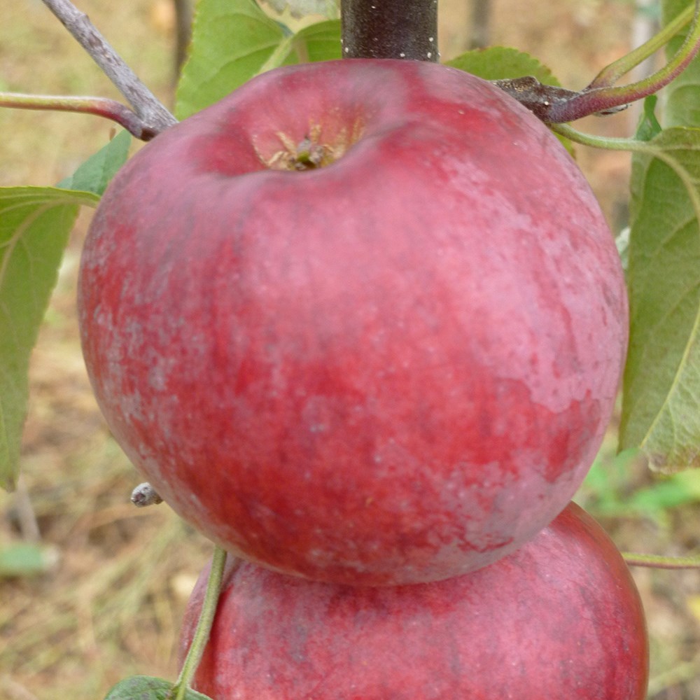 apple 'Spartan'
