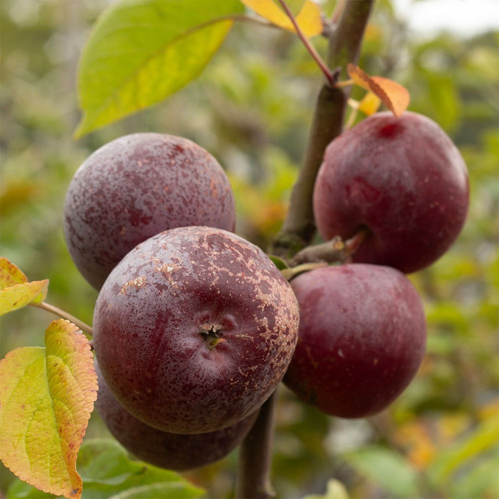 apple 'Spartan'