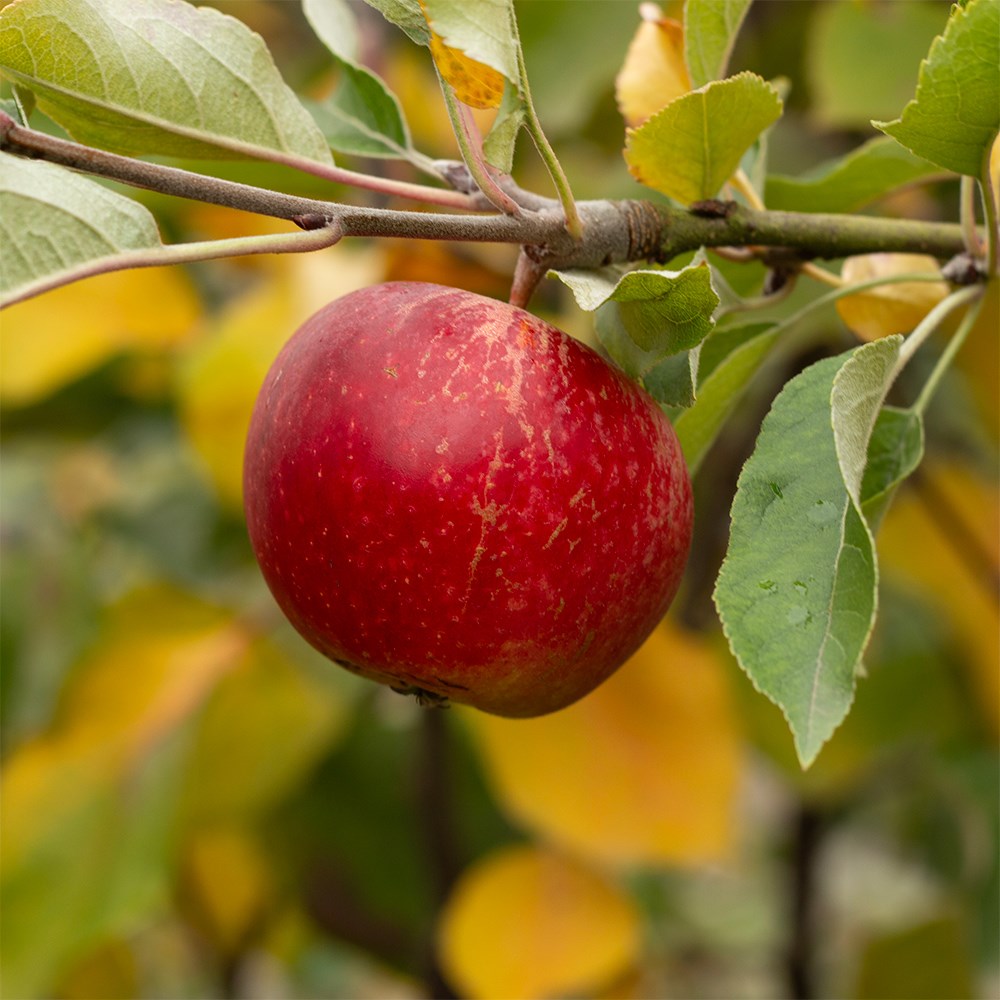 apple 'Worcester Pearmain'