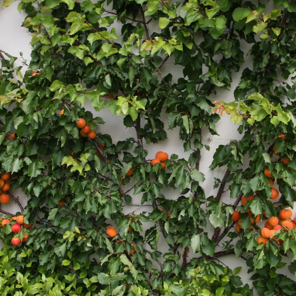 apricot 'Tomcot'