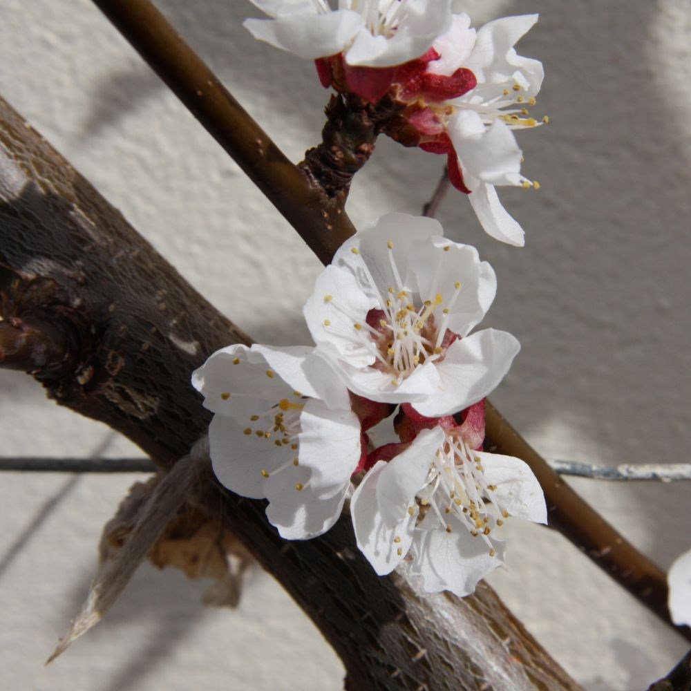 apricot 'Tomcot'