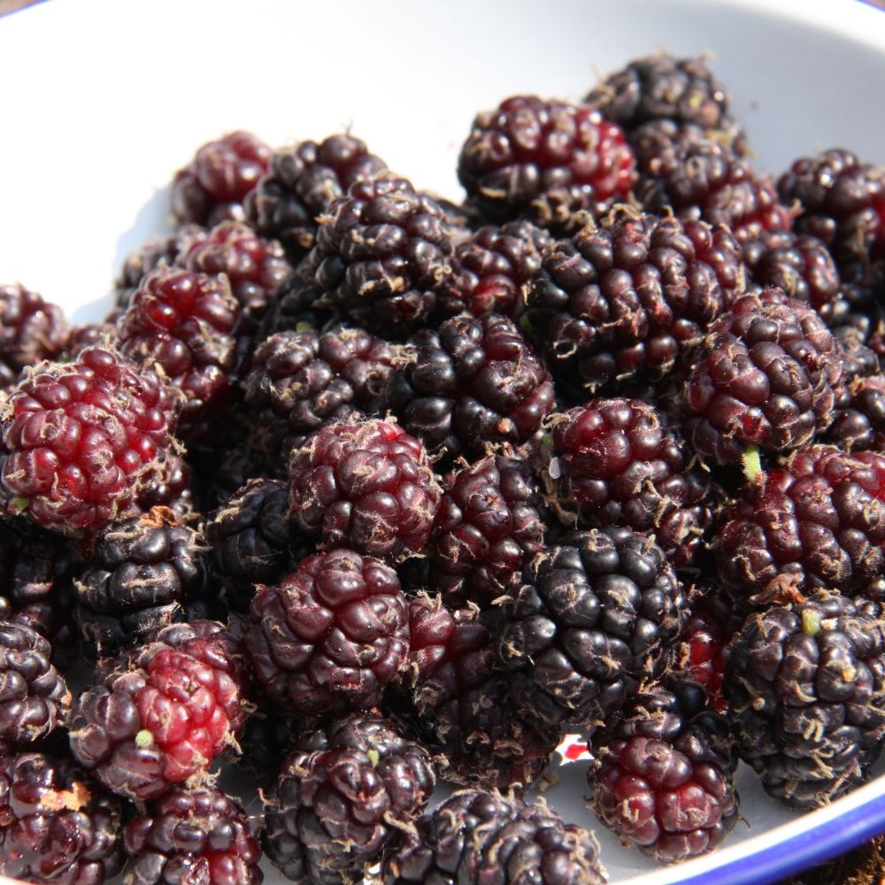 mulberry 'Chelsea'