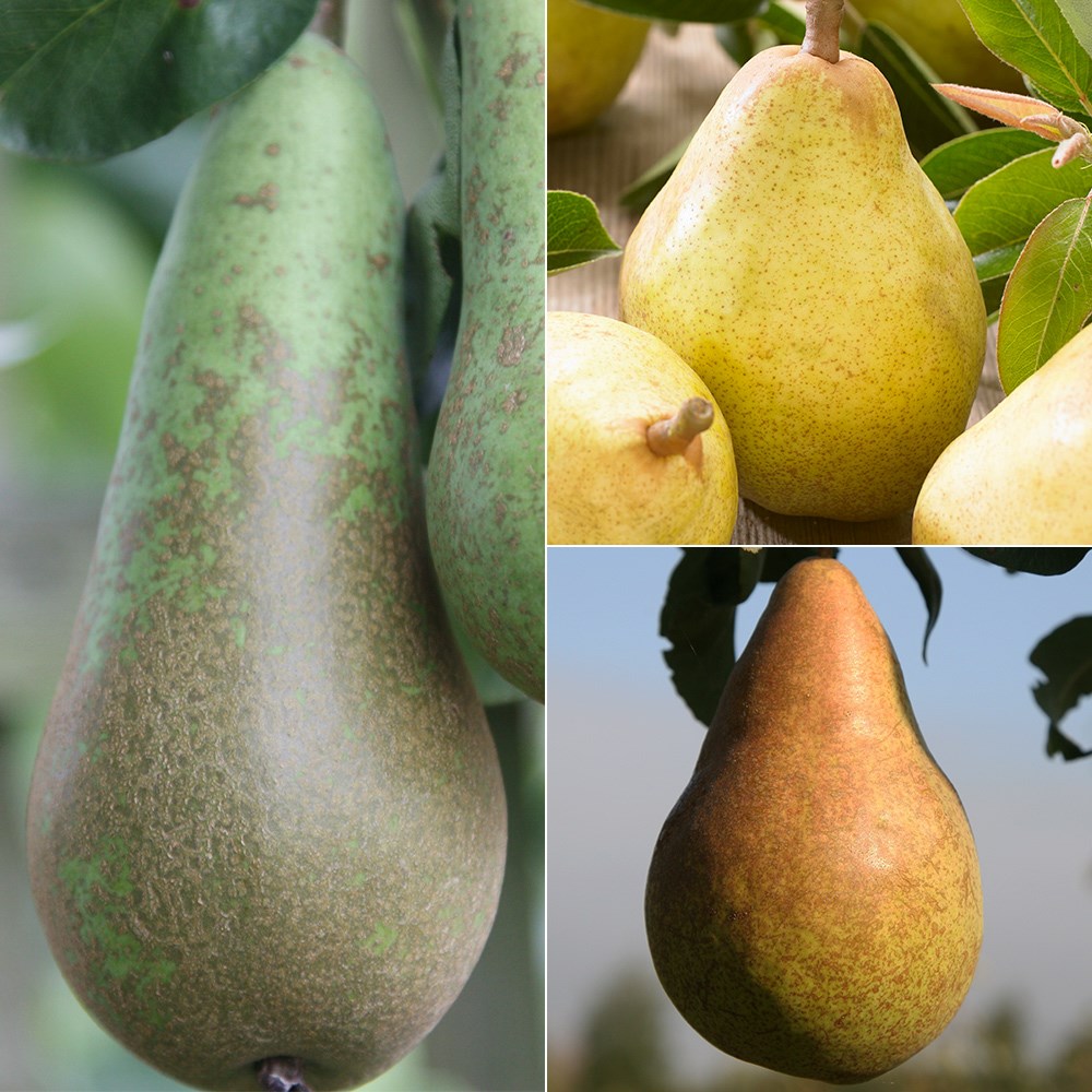 pear 'Conference' / 'Concorde' / 'Williams' Bon Chrétien'