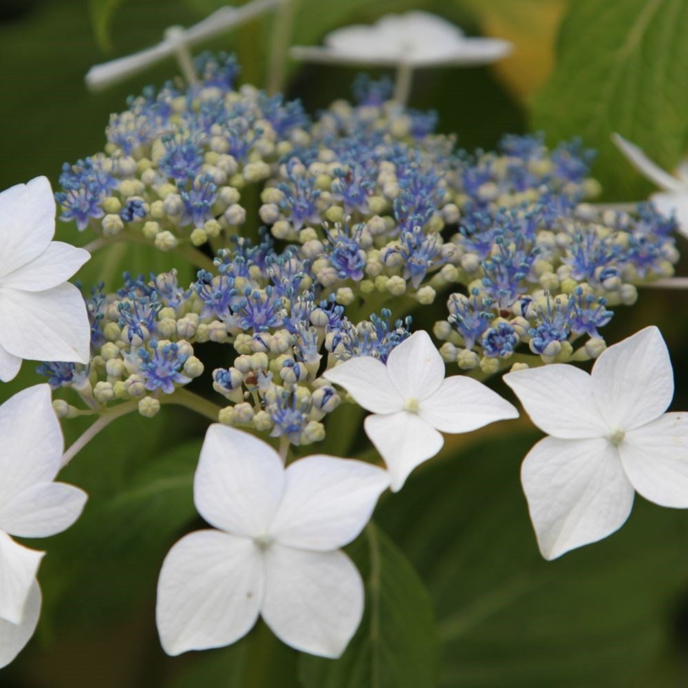 <i>Hydrangea macrophylla</i> 'Lanarth White'