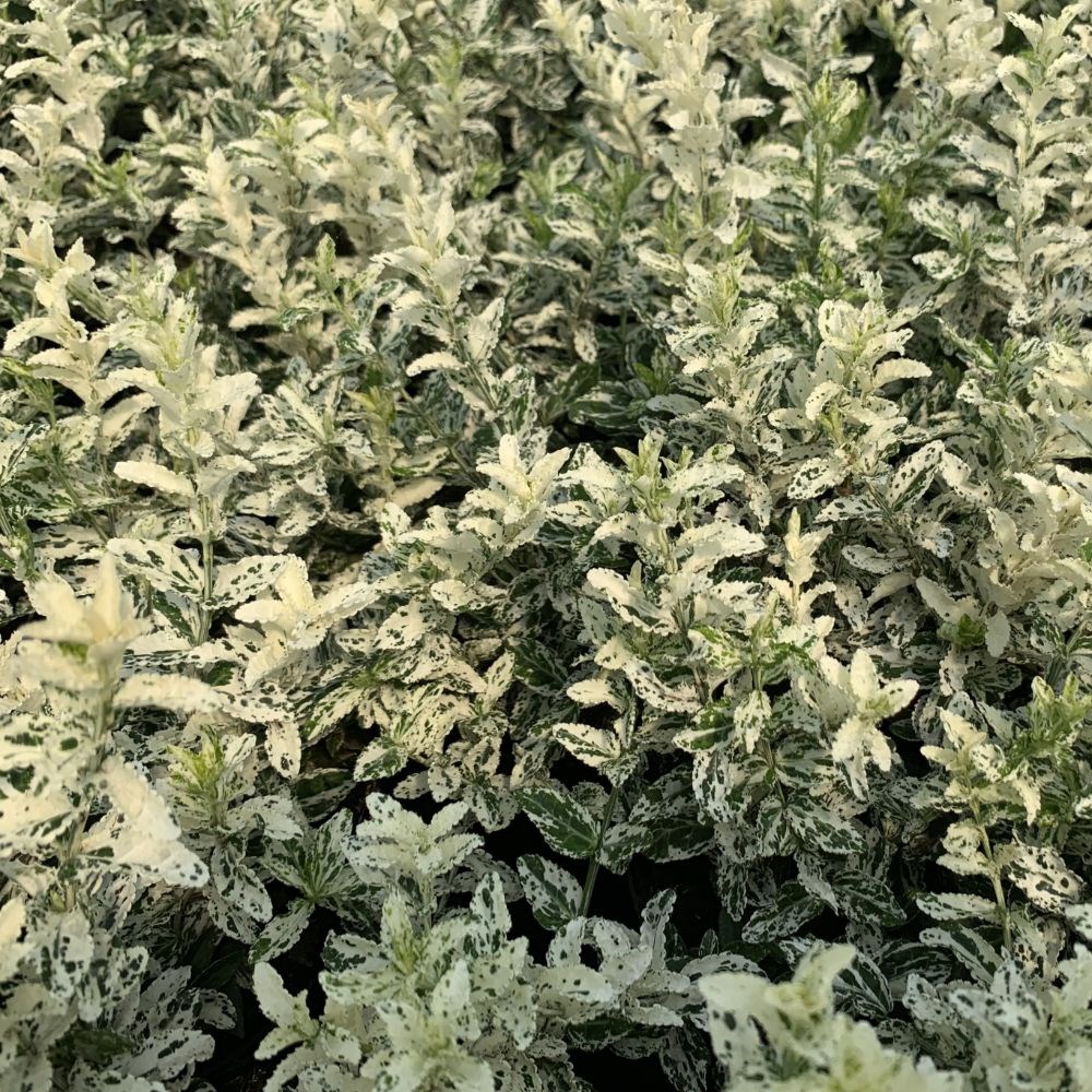 <i>Euonymus fortunei</i> 'Harlequin'