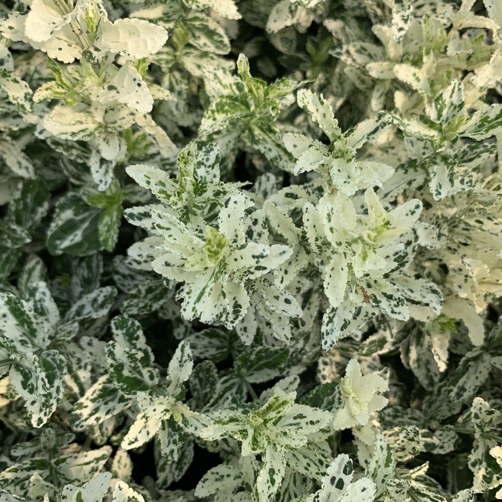 <i>Euonymus fortunei</i> 'Harlequin'
