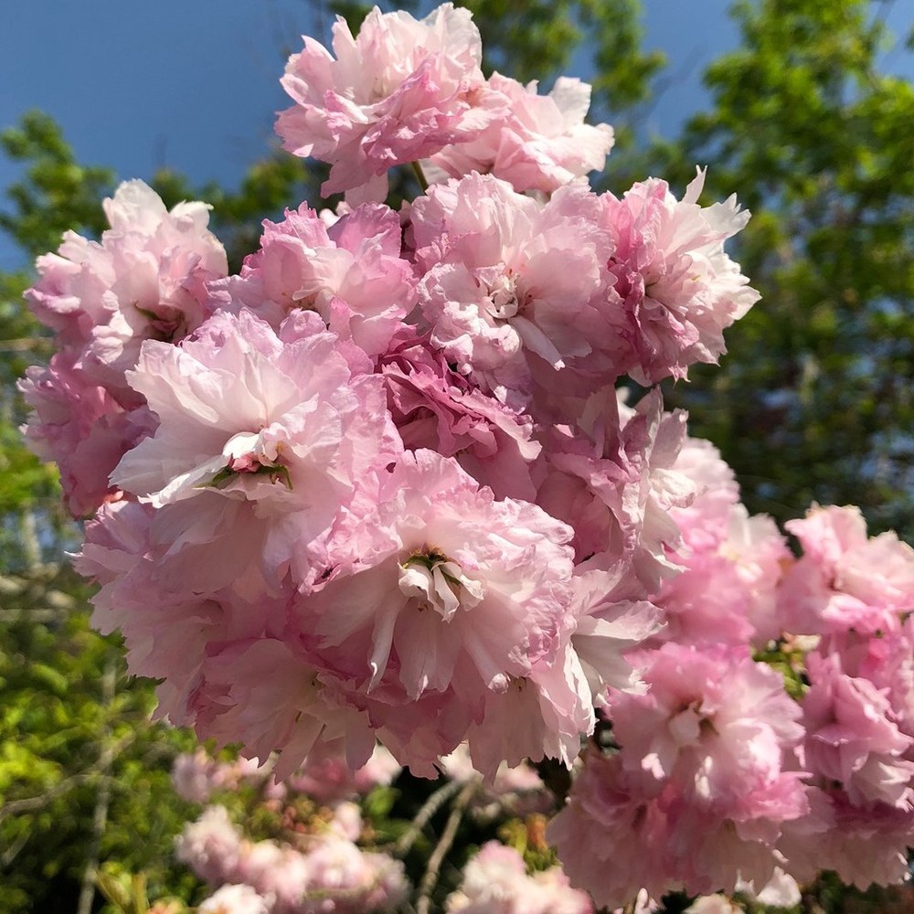 <i>Prunus</i> 'Little Pink Perfection'