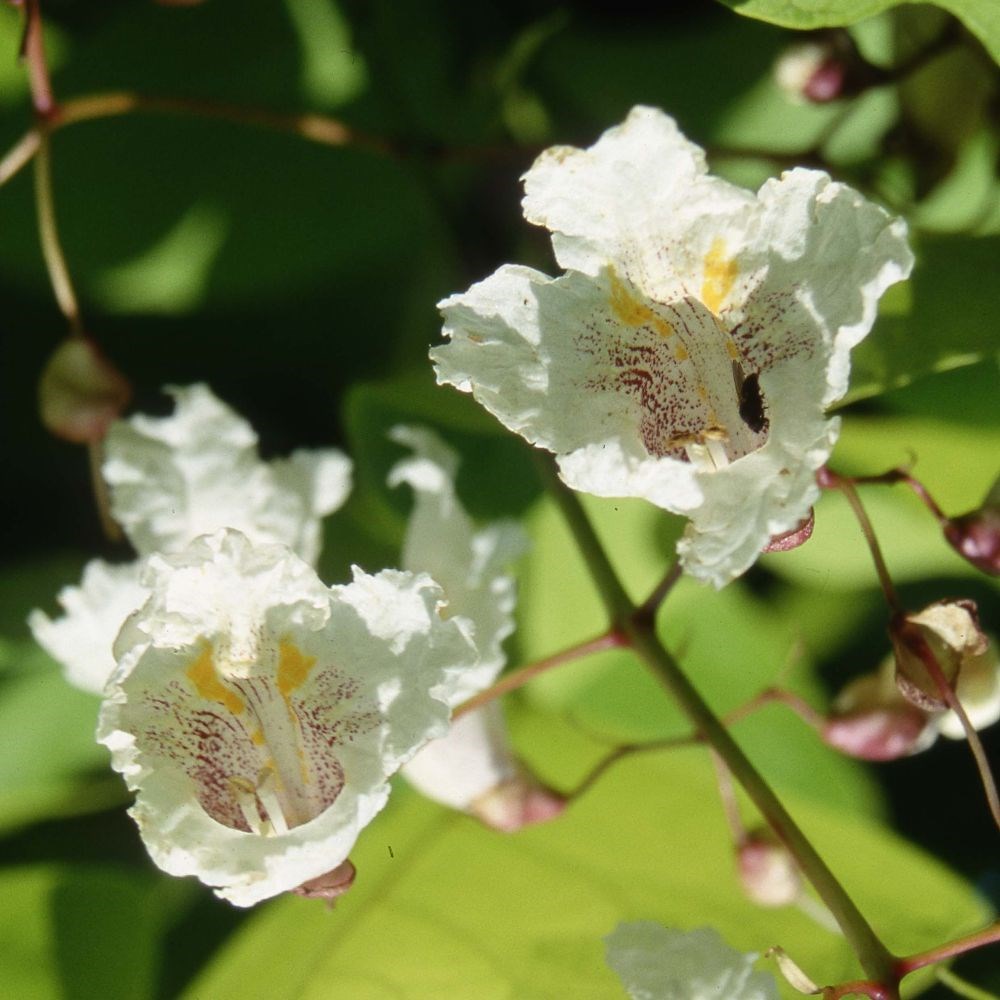 <i>Catalpa bignonioides</i> 'Aurea'