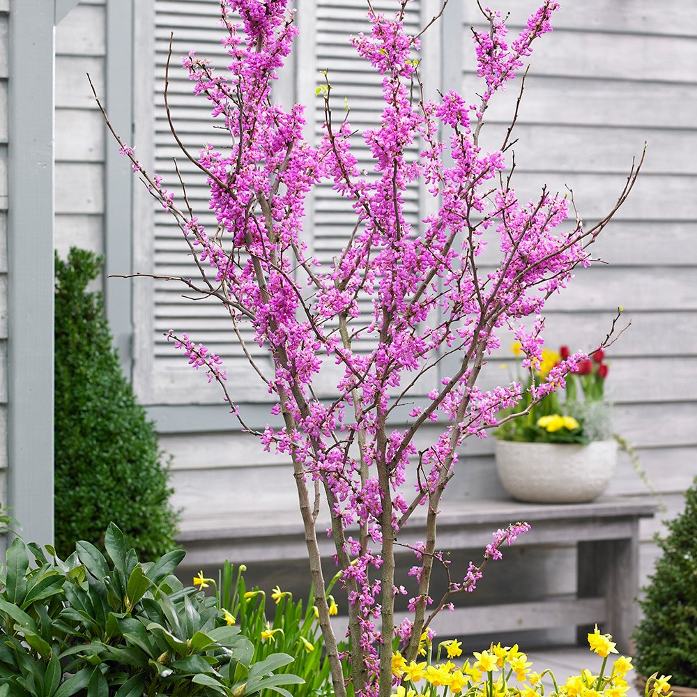 <i>Cercis chinensis</i> 'Avondale'