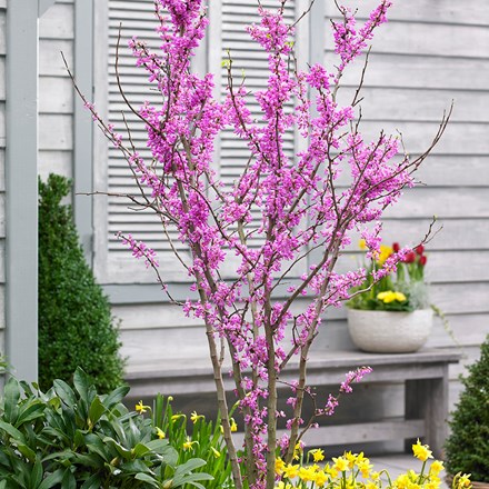 <i>Cercis chinensis</i> 'Avondale'