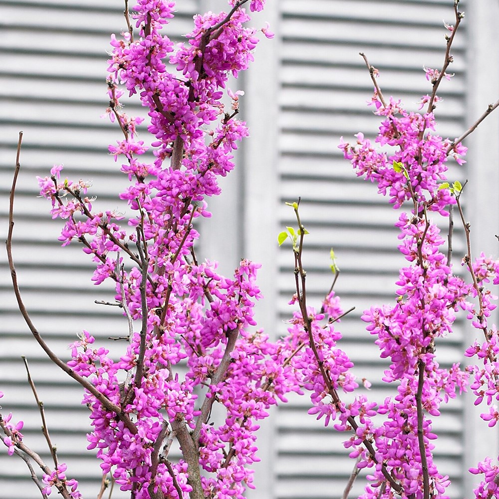 <i>Cercis chinensis</i> 'Avondale'