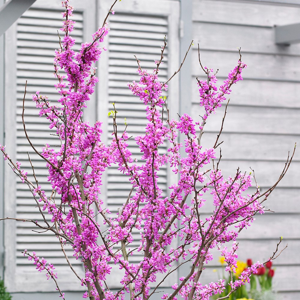 <i>Cercis chinensis</i> 'Avondale'
