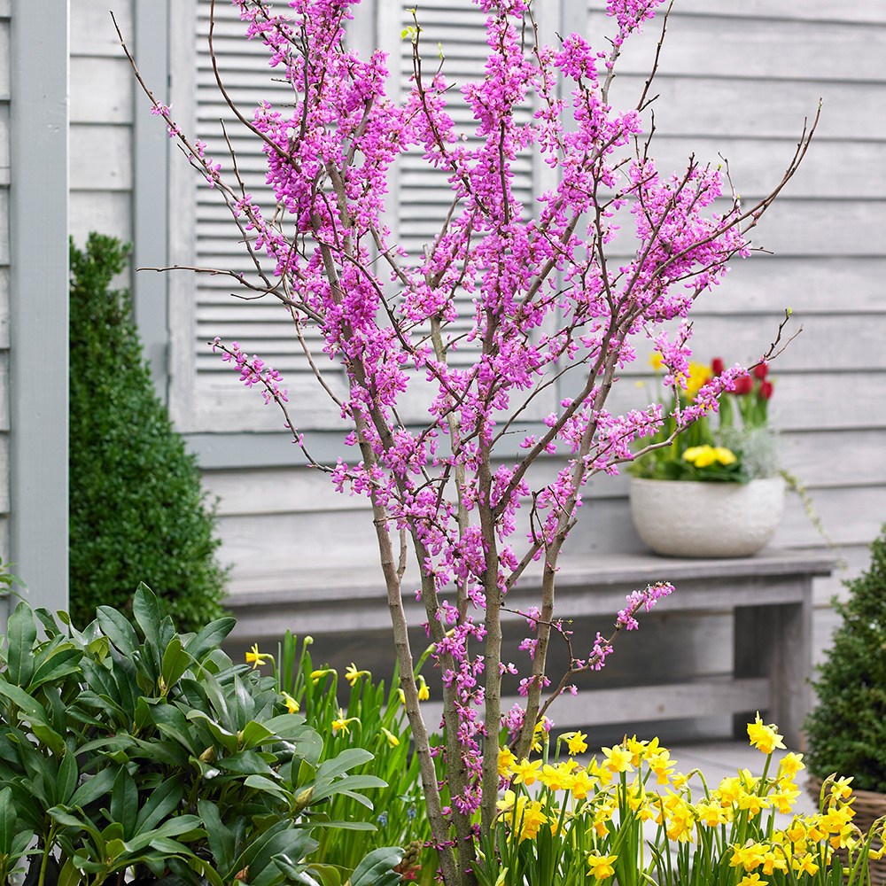 <i>Cercis chinensis</i> 'Avondale'