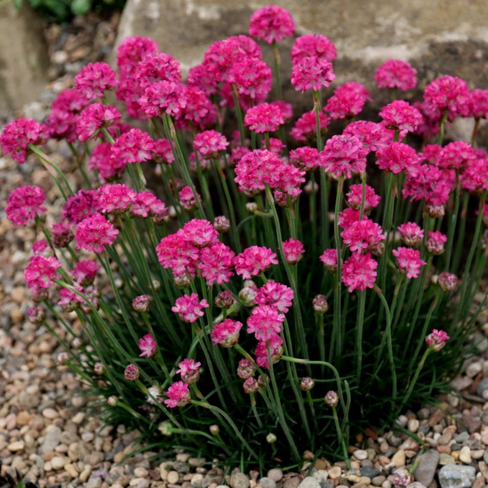 Armeria Düsseldorfer Stolz