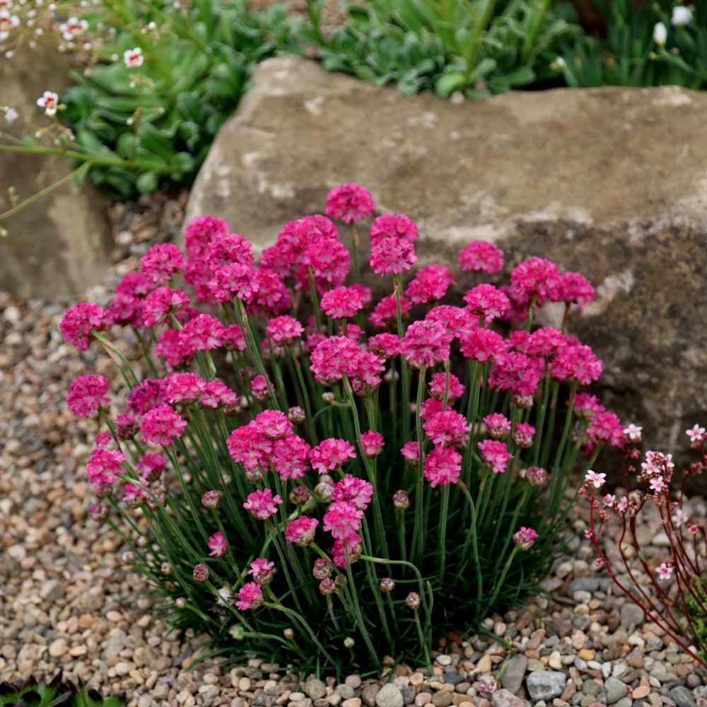 Armeria Düsseldorfer Stolz