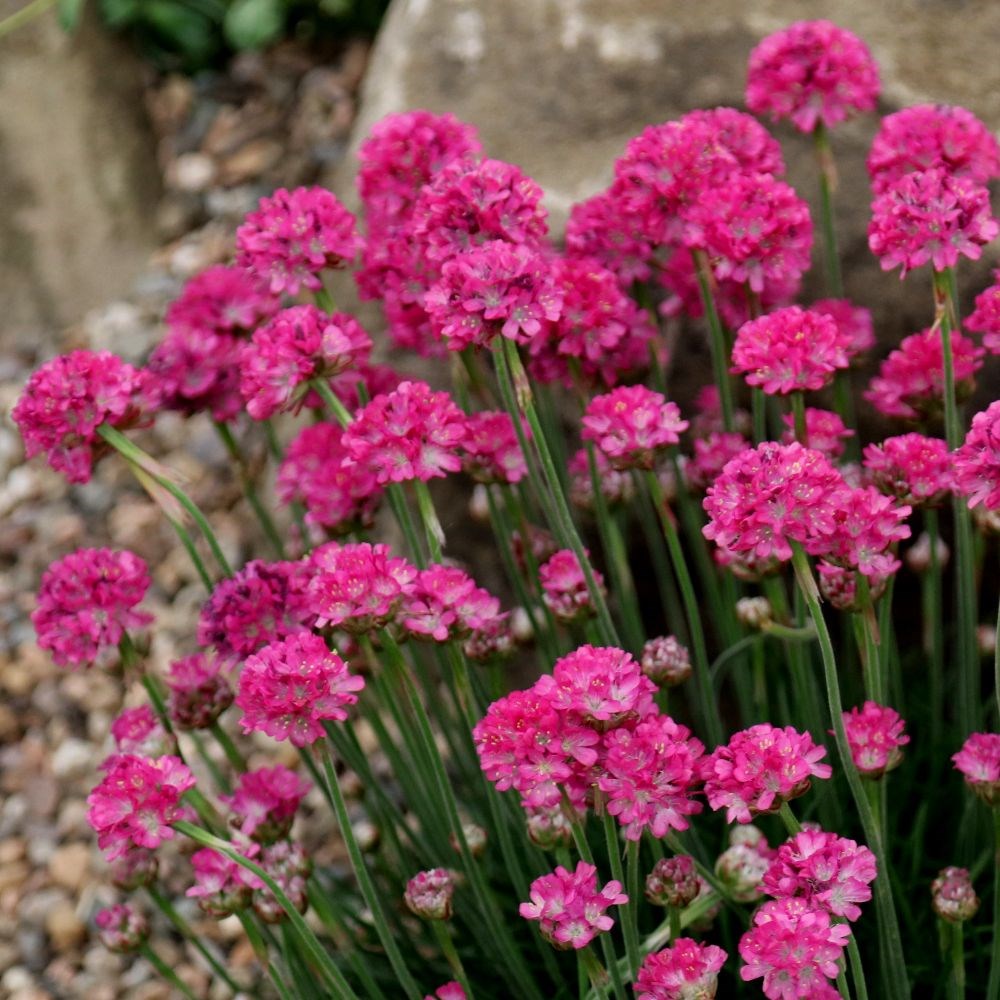 Armeria Düsseldorfer Stolz