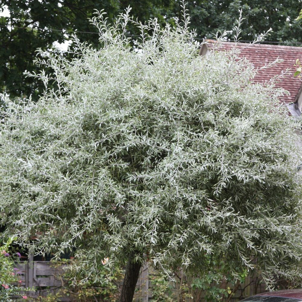 <i>Pyrus salicifolia</i> 'Pendula'