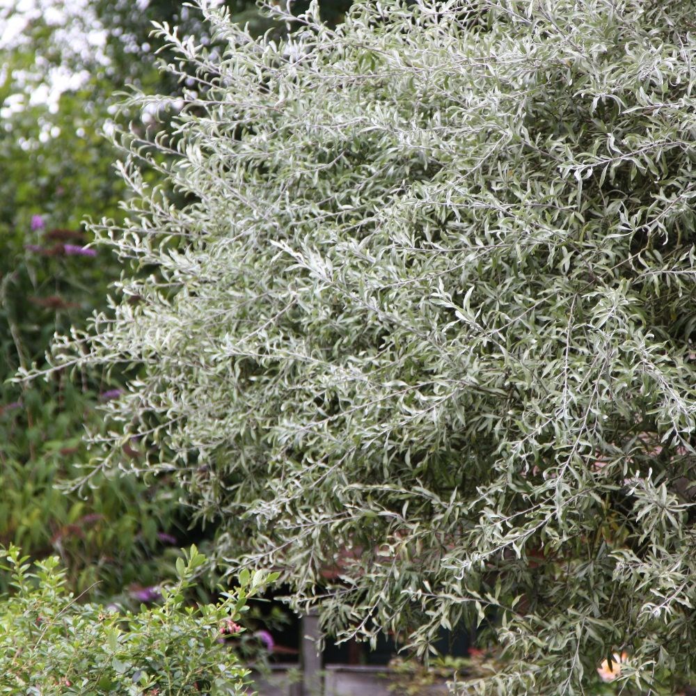 <i>Pyrus salicifolia</i> 'Pendula'