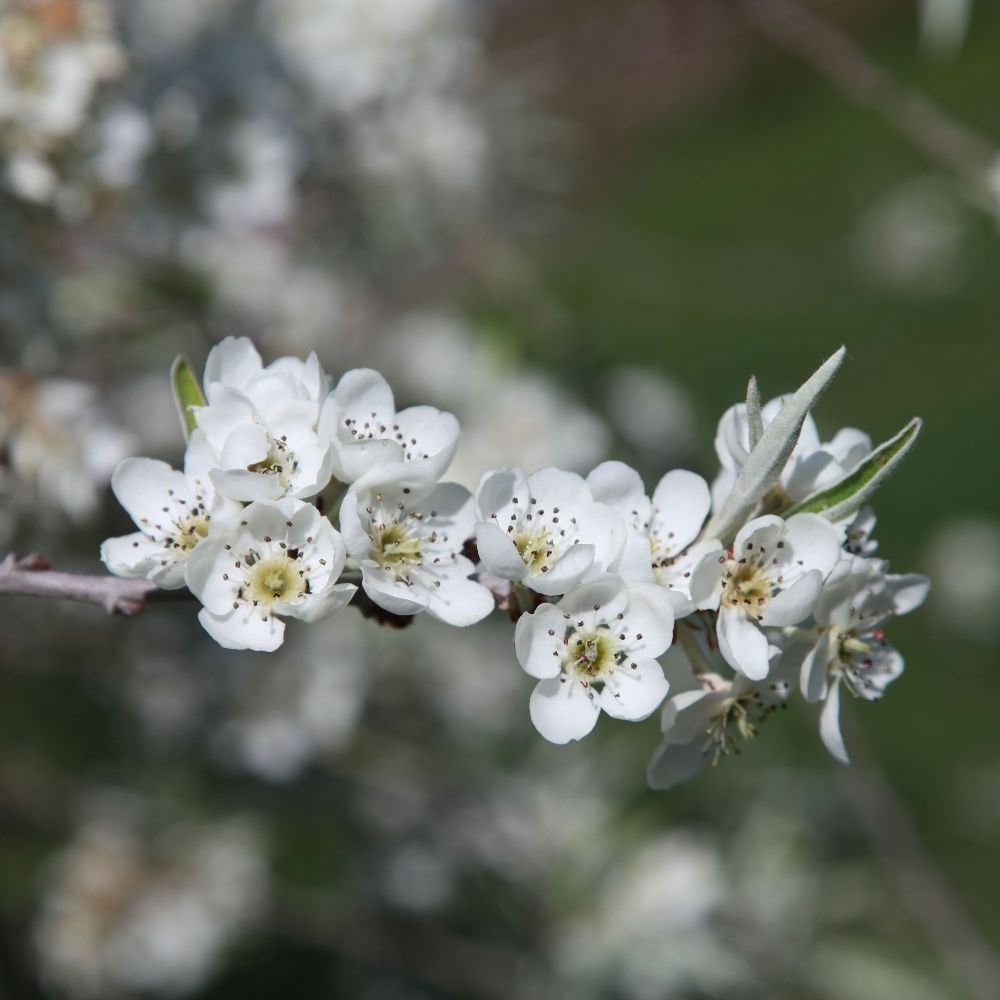 <i>Pyrus salicifolia</i> 'Pendula'