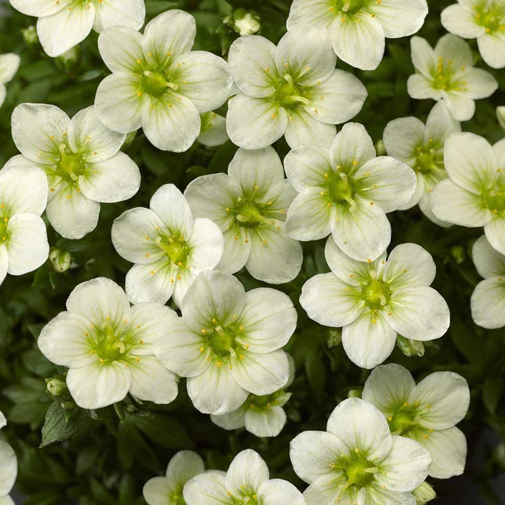 <I>Saxifraga</i> <b class=small-caps>Touran White Improved</b> ('Saxz0004') (PBR) (× arendsii)