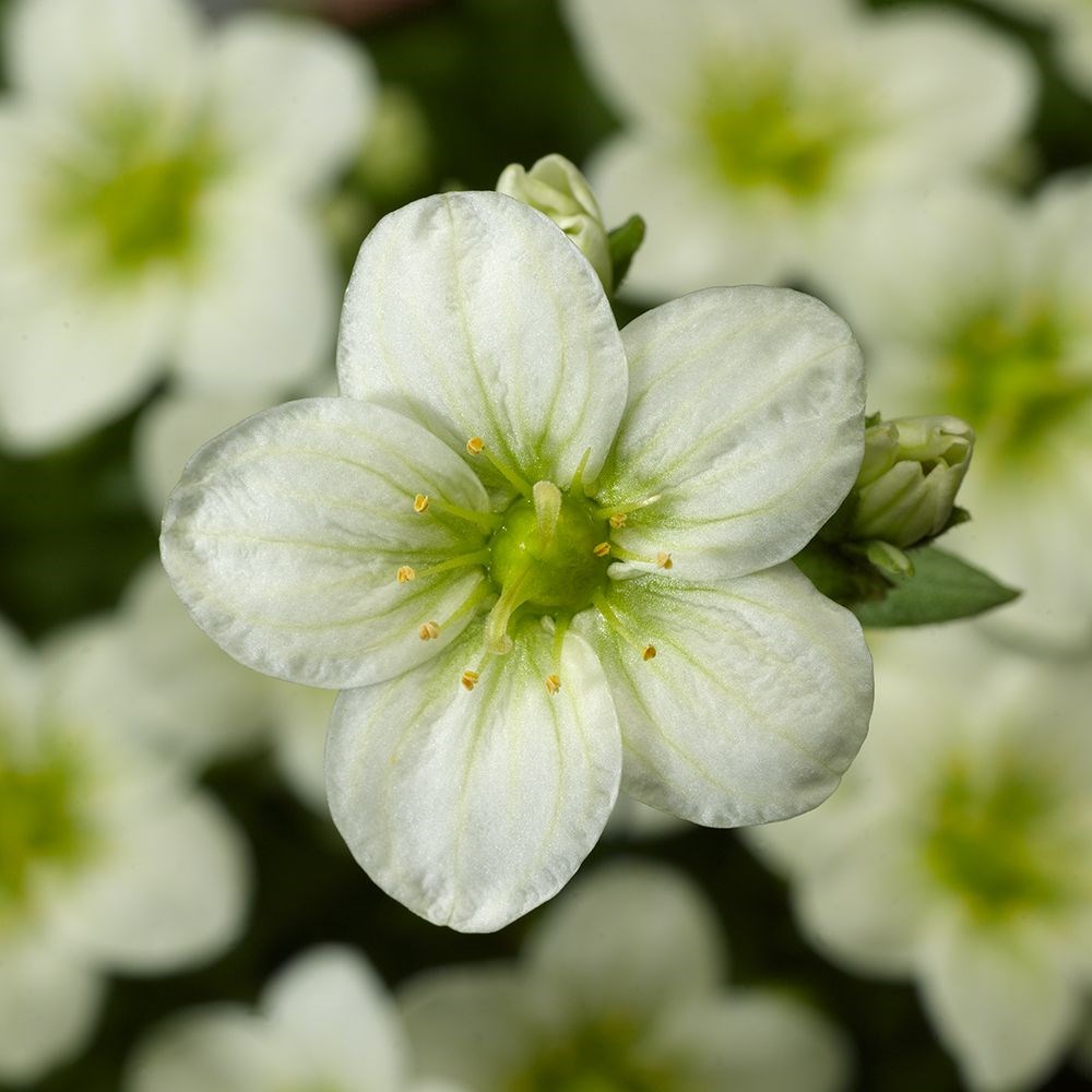 <I>Saxifraga</i> <b class=small-caps>Touran White Improved</b> ('Saxz0004') (PBR) (× arendsii)
