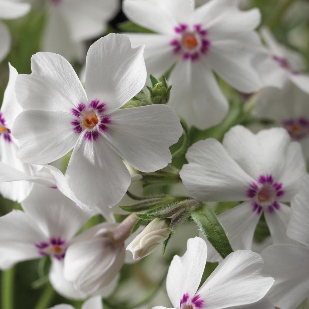 <i>Phlox subulata</i> 'Amazing Grace'