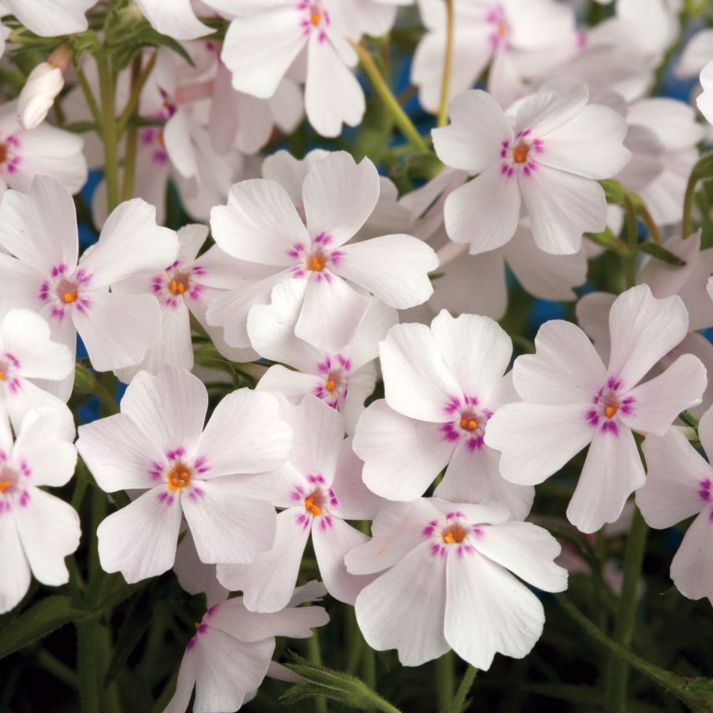 <i>Phlox subulata</i> 'Amazing Grace'