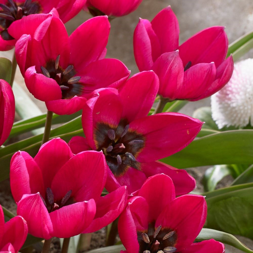 <I>Tulipa humilis</i> Violacea Group black base